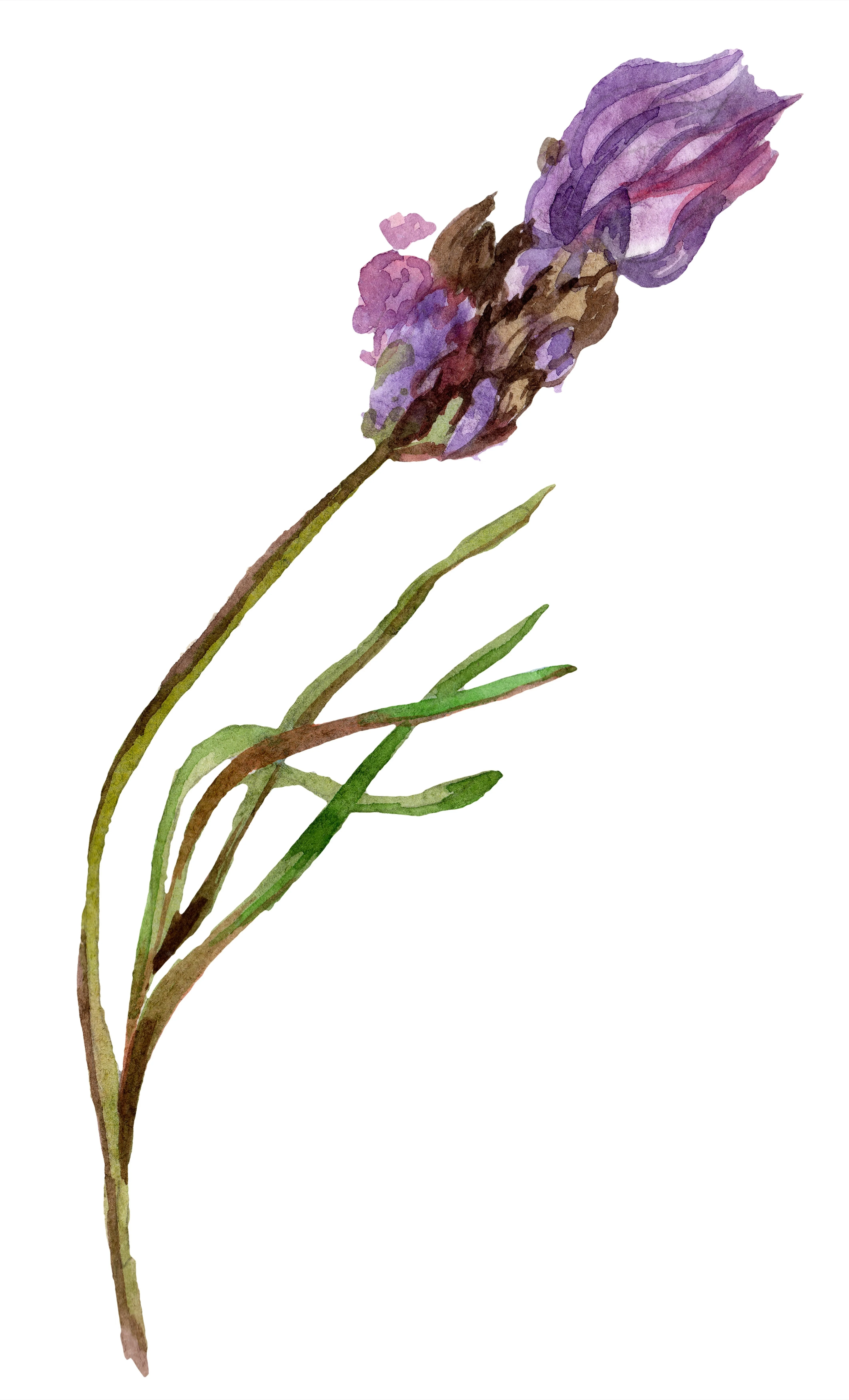 watercolor of purple flower