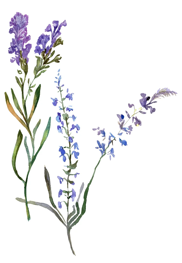 watercolor of blue and purple flower stalks