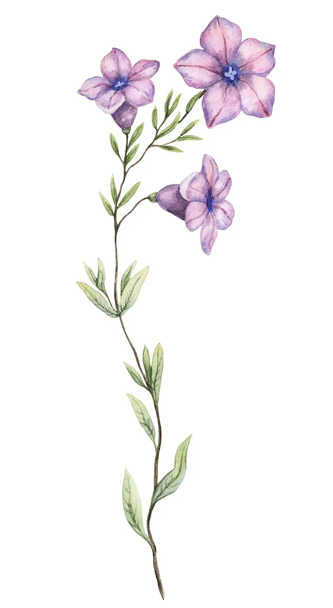 lavendar watercolor flowers and stalk