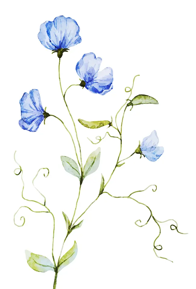 blue watercolor flowers and bean
