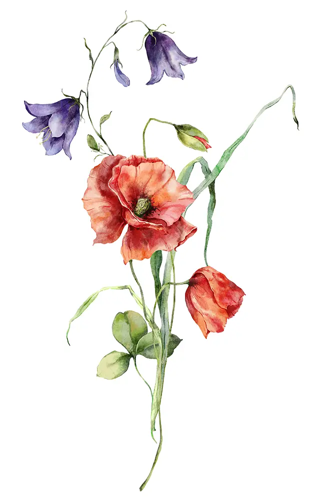 red and purple watercolor flowers and stems